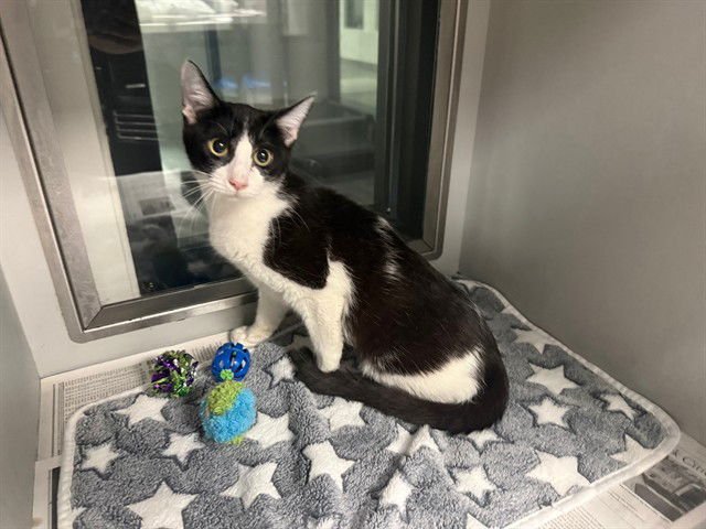 LOUISE - Domestic Short Hair available for adoption