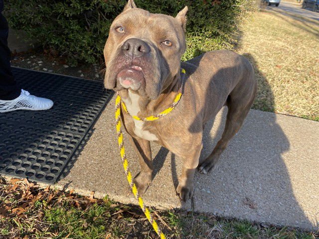 HALO - Pit Bull Terrier available for adoption