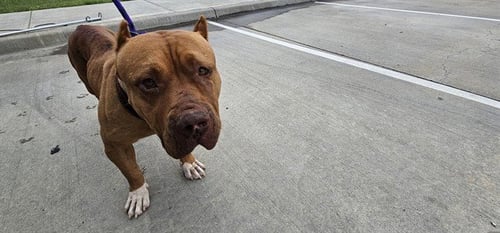 BIG MAMA - Pit Bull Terrier available for adoption