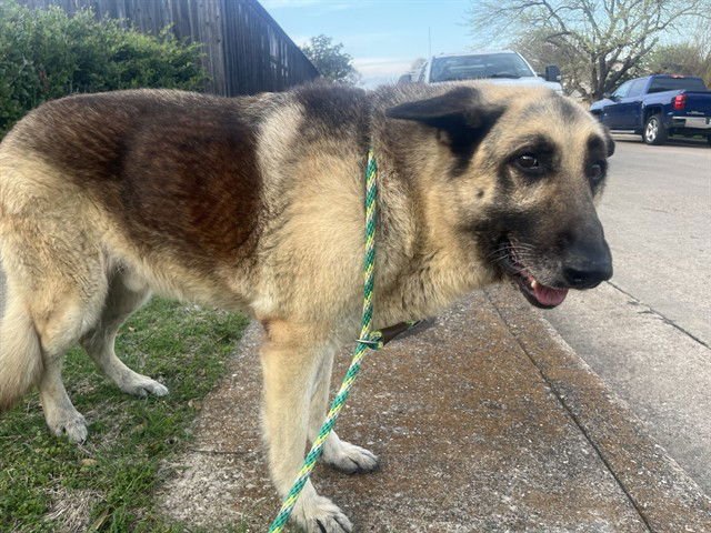 CHANCE - German Shepherd Dog available for adoption
