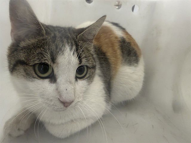 BERTHA - Domestic Short Hair available for adoption