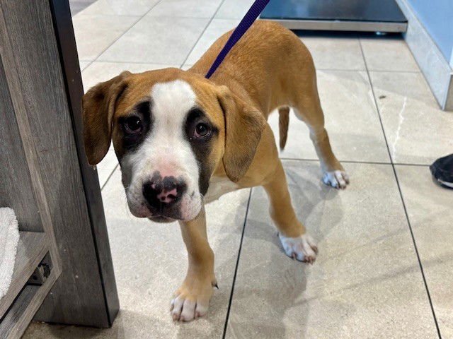 PARIS - Boxer / Pit Bull Terrier available for adoption