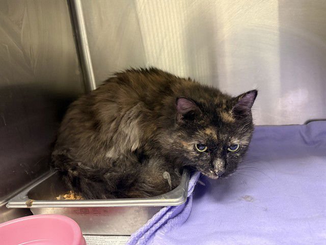 TABITHA - Domestic Long Hair available for adoption