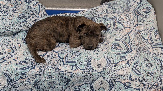 BOBBI - Chinese Shar-Pei available for adoption