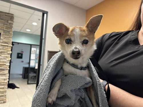 PACO - Chihuahua available for adoption