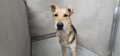 PANCAKE - German Shepherd Dog available for adoption