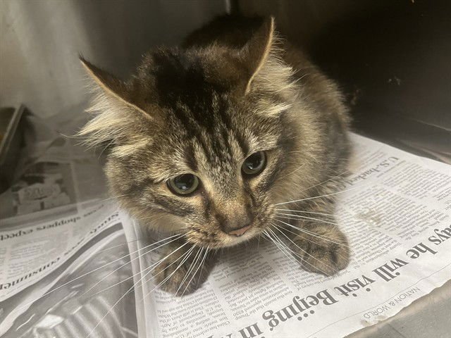 LEO - Domestic Short Hair available for adoption