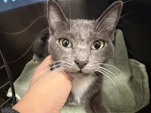 LUPITA - Domestic Short Hair available for adoption