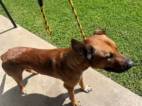 KING - Belgian Shepherd Malinois / Pit Bull Terrier available for adoption