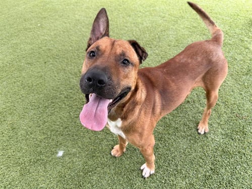 KING - Belgian Shepherd Malinois / Pit Bull Terrier available for adoption