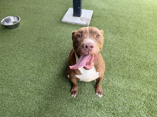 BOSS - Pit Bull Terrier / Labrador Retriever available for adoption