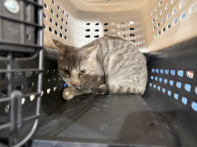 FISH - Domestic Short Hair available for adoption