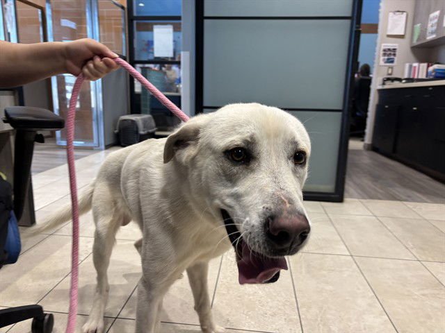 APPA - Great Pyrenees / Labrador Retriever available for adoption