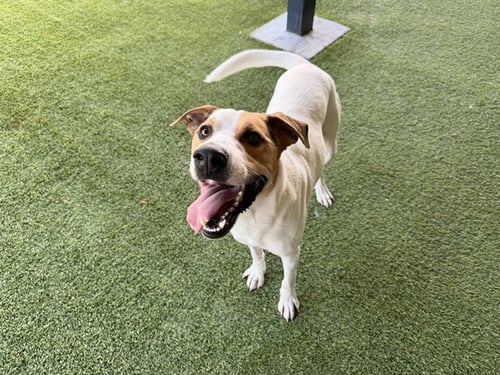 TAYLOR - Labrador Retriever available for adoption