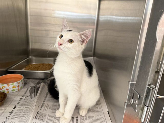 WORMY - Domestic Short Hair available for adoption