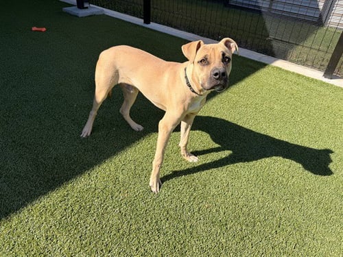 DUKE - Pit Bull Terrier available for adoption