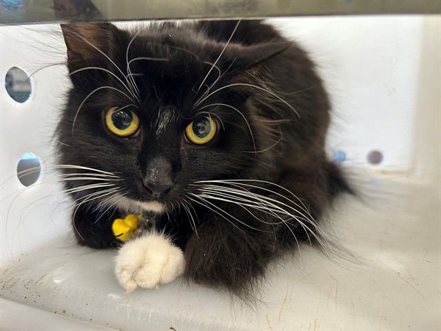 SABENA - Domestic Short Hair available for adoption