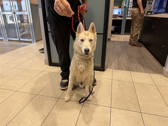 ROBERTO - Siberian Husky available for adoption