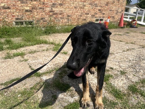 RONALDO - German Shepherd Dog available for adoption