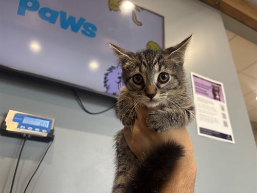 LOOPY - Domestic Short Hair available for adoption