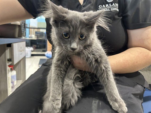 KIMMY - Domestic Short Hair available for adoption