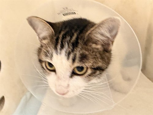 RITA BOBITA - Domestic Short Hair available for adoption