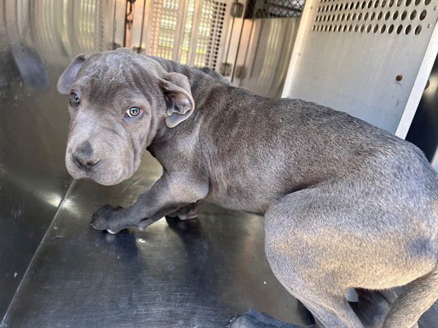 FRAZIER - Chinese Shar-Pei available for adoption