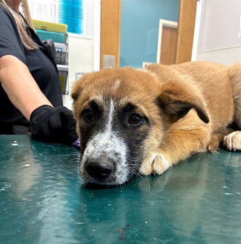 JAMEY - German Shepherd Dog available for adoption