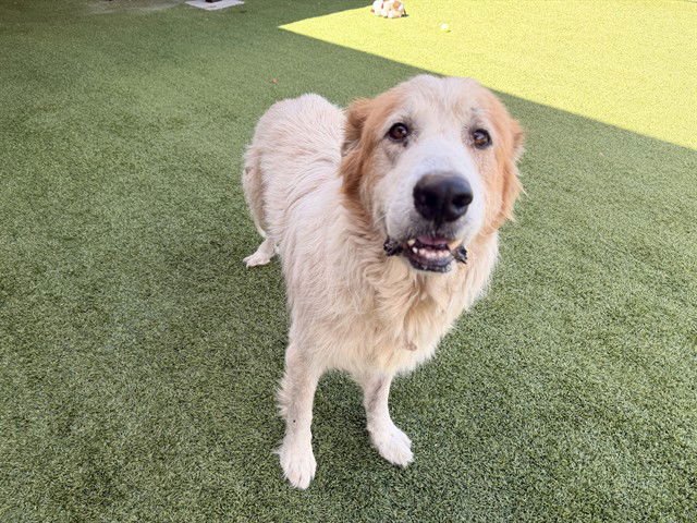 JAWS - Great Pyrenees available for adoption