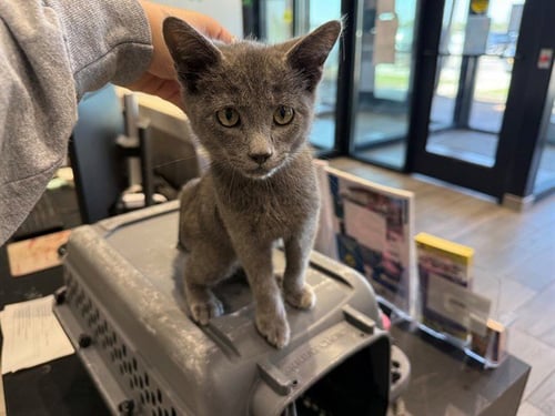 SMOKAYY - Russian Blue available for adoption