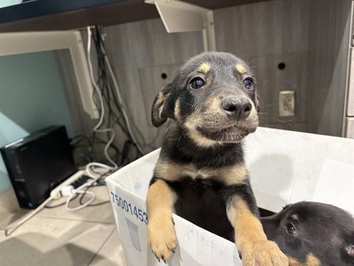MINNIE - German Shepherd Dog available for adoption
