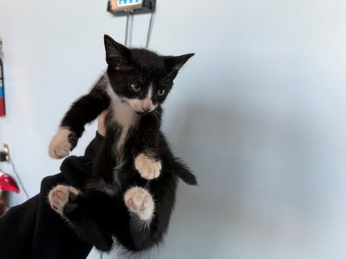 ANGEL - Domestic Short Hair available for adoption