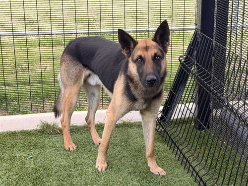 WARLOCK - German Shepherd Dog available for adoption