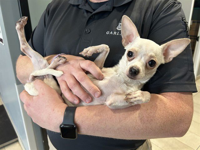 ANGELITA - Chihuahua available for adoption