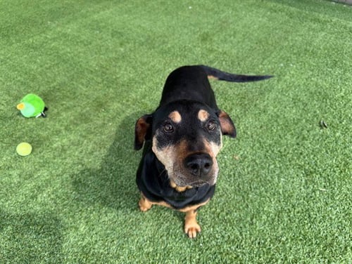 JOSIE - Doberman Pinscher available for adoption