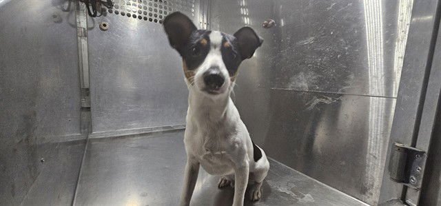 BIG BOY - Rat Terrier available for adoption