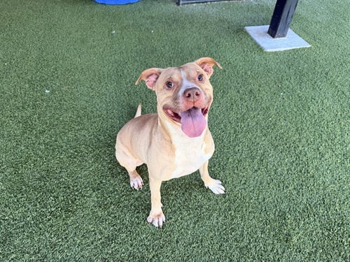 CARLOS - American Pit Bull Terrier available for adoption