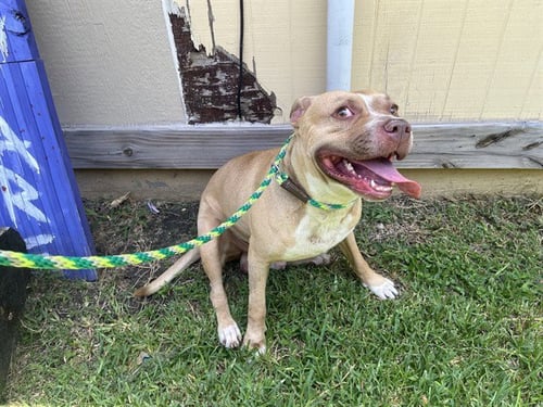 CARLOS - American Pit Bull Terrier available for adoption