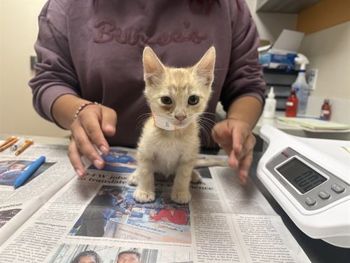 ARTHUR - Domestic Short Hair available for adoption