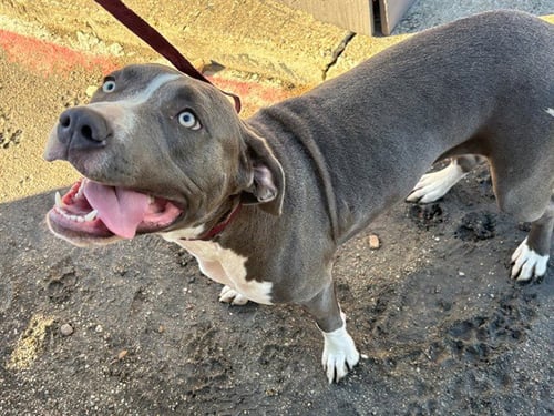 BONNIE - Pit Bull Terrier available for adoption
