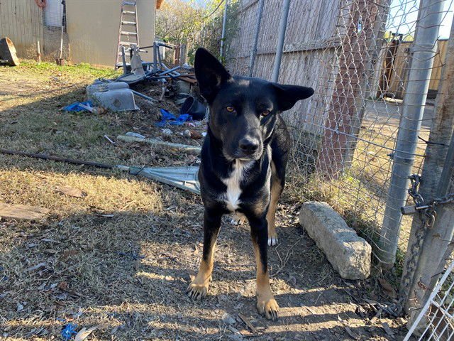 MARTY - German Shepherd Dog available for adoption