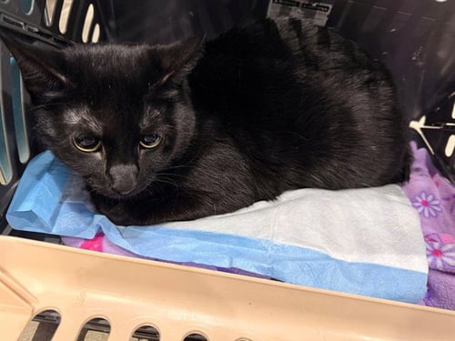 MIA - Domestic Short Hair available for adoption
