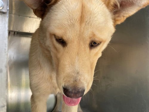 ZORRO - Carolina Dog available for adoption