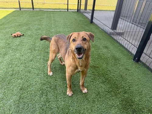 CREME BRULEE - Labrador Retriever available for adoption