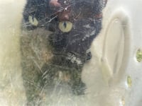 ACE - Photo 1