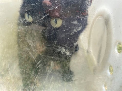 ACE - Domestic Short Hair available for adoption