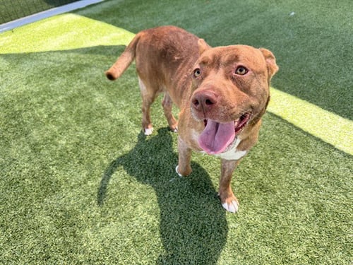 ROGER - Pit Bull Terrier available for adoption