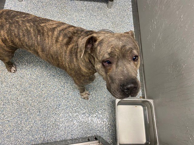 NINA - Pit Bull Terrier available for adoption