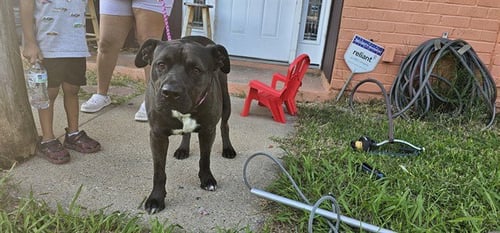 BRUCE - Pit Bull Terrier available for adoption