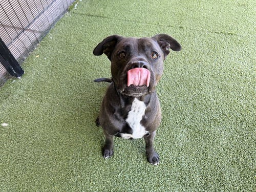 BRUCE - Pit Bull Terrier available for adoption